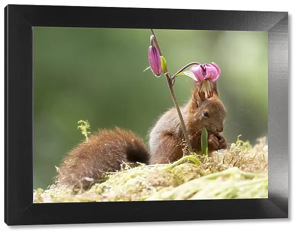 Eekhoorn; Sciurus vulgaris, Red Squirrel standing under a Lilium martagon flower