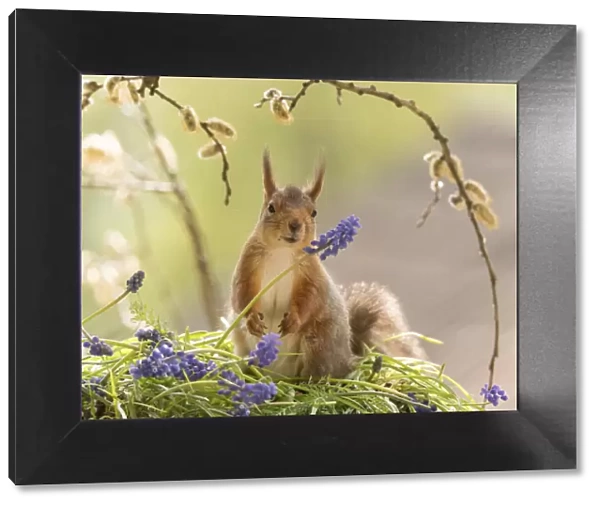 Red Squirrel with grape hyacinth flowers