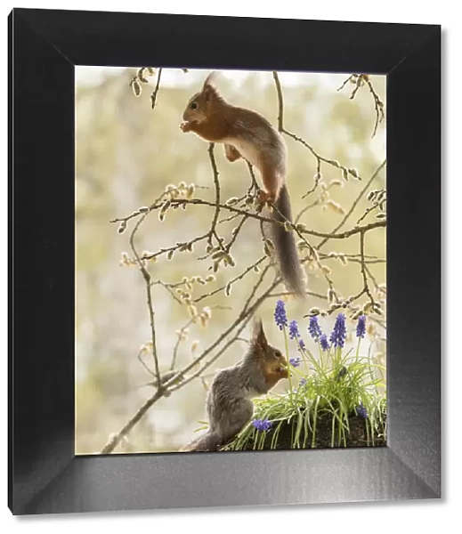 Red Squirrels with grape hyacinth flowers