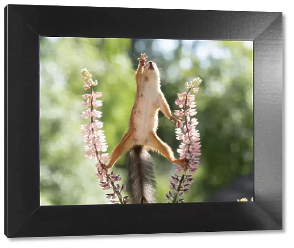 red squirrel reaching up from lupine flowers
