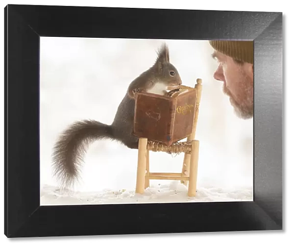 Eekhoorn; Sciurus vulgaris, Red Squirrel standing on an chair with an book with man watching
