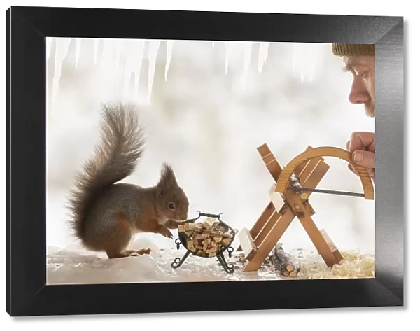 Eekhoorn; Sciurus vulgaris, Red Squirrel and man stand with an saw and a saw block on ice