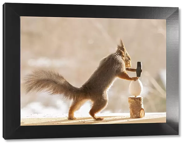 Red Squirrel holding an hammer with egg