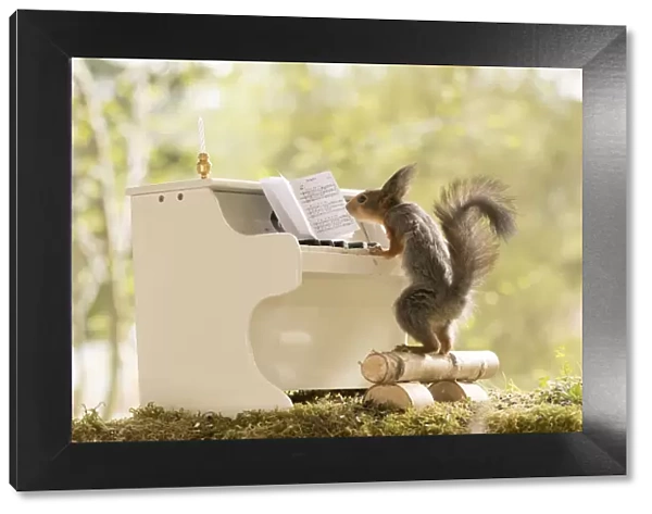 red squirrels are standing with a piano