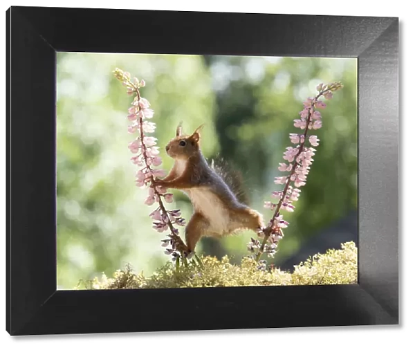 red squirrel standing between pink lupine flowers