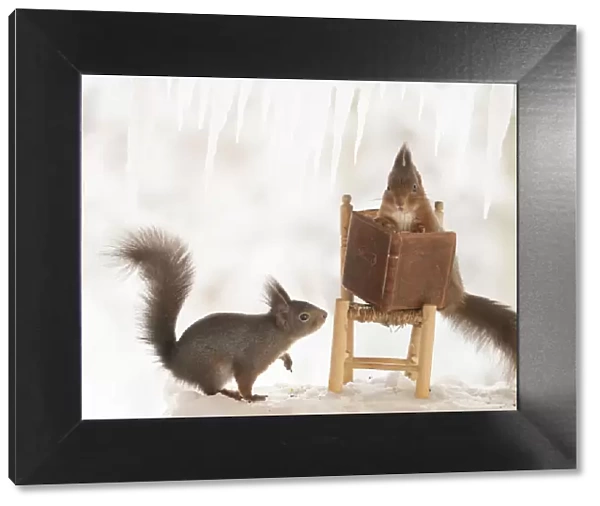 Eekhoorn; Sciurus vulgaris, Red Squirrel standing on ice with a book on chair