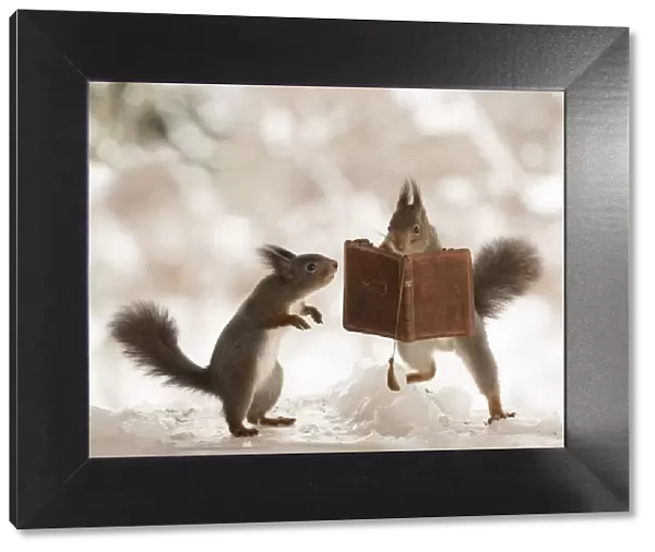Eekhoorn; Sciurus vulgaris, Red Squirrel standing on ice with a book