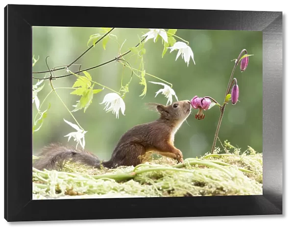 Eekhoorn; Sciurus vulgaris, Red Squirrel smelling a Lilium martagon flower