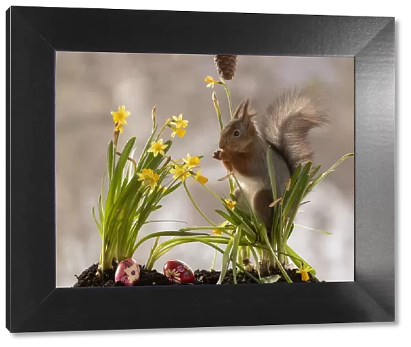 Red Squirrel standing with narcissus and eggs