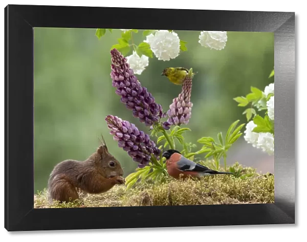 Eekhoorn; Sciurus vulgaris, Red Squirrel with an bullfinch standing with lupines and Roseum