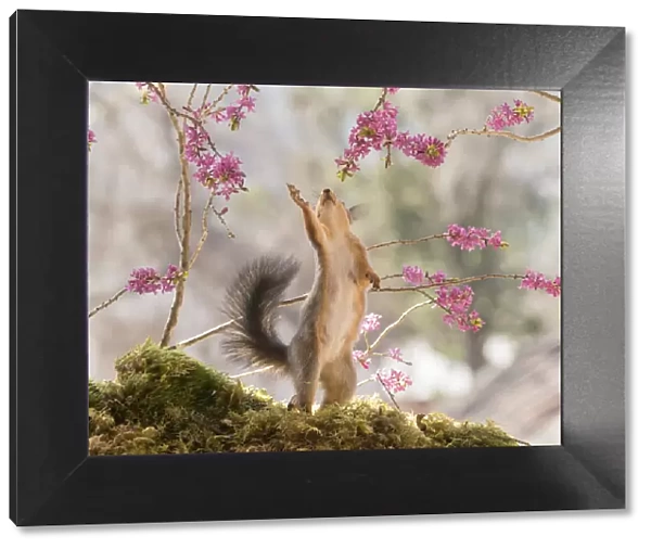 Red Squirrel reaching between daphne flower branches