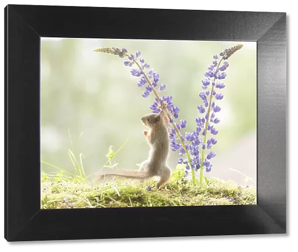 young Red Squirrel touching lupine flowers