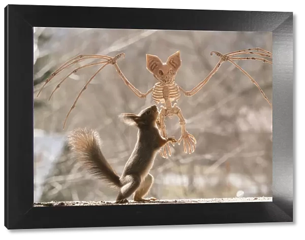 Red Squirrel standing on a skeleton bat