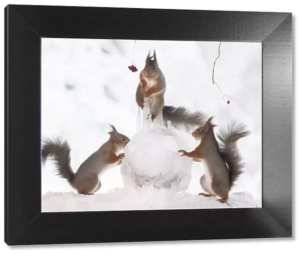 Red squirrels holding a icicle and ice ball