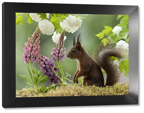 red squirrel standing with lupines and snowball bush