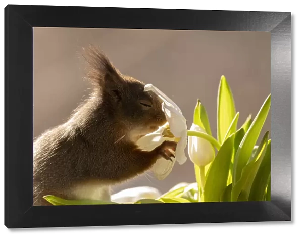 red squirrel is smelling and holding an white tulip