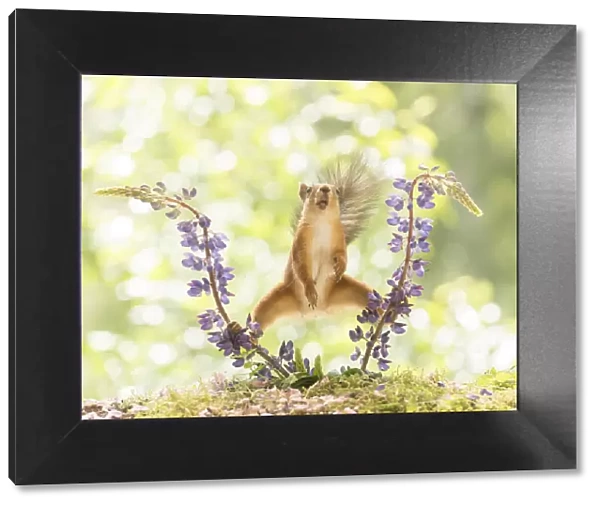 Red Squirrel standing between lupine flowers with open mouth
