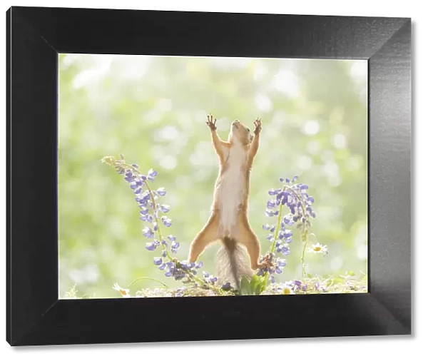 Red Squirrel reaching from between lupine flowers