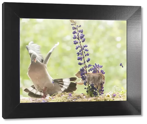 Red Squirrel attacking a woodpigeon behind lupine flowers
