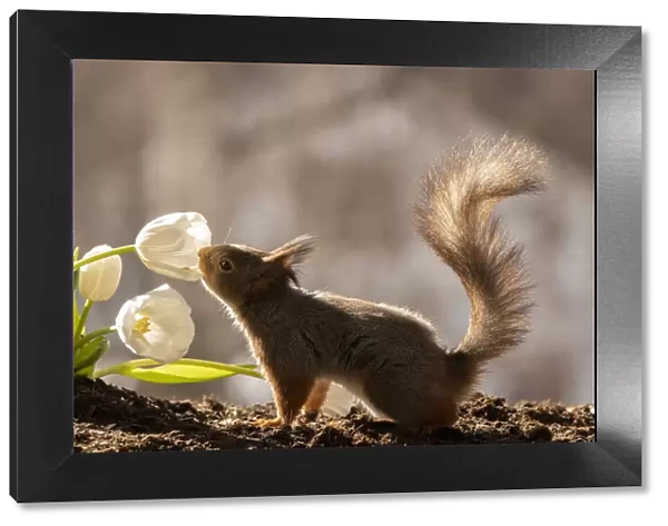 red squirrel is smelling an white tulip