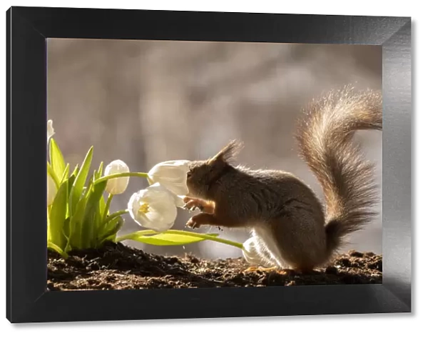 red squirrels smelling and holding white tulips