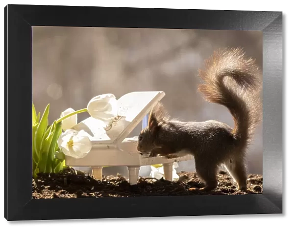 Red Squirrel standing behind a piano with tulips