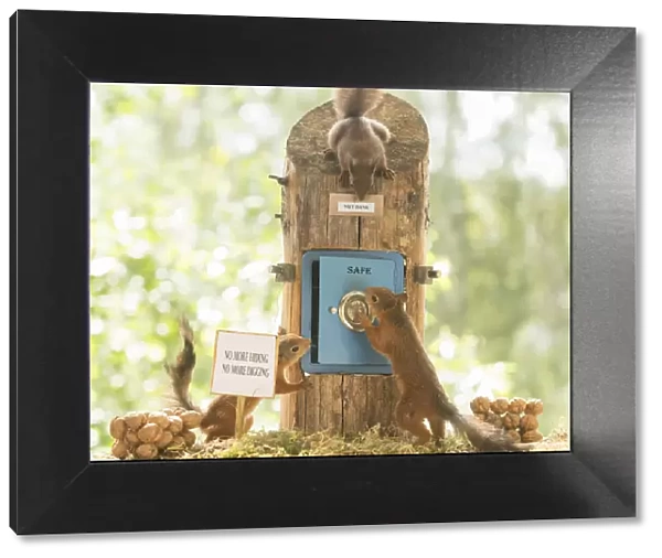 Red Squirrels with a safe with walnuts