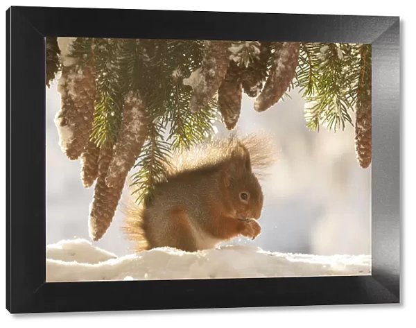 Red squirrel standing under pinecones in the snow
