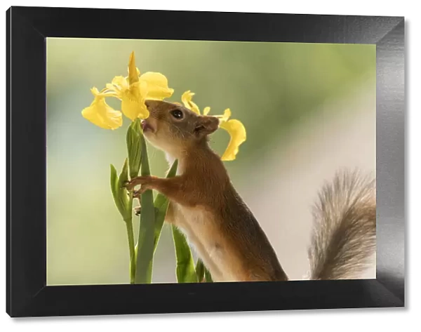 red squirrel licking an yellow Iris flowers