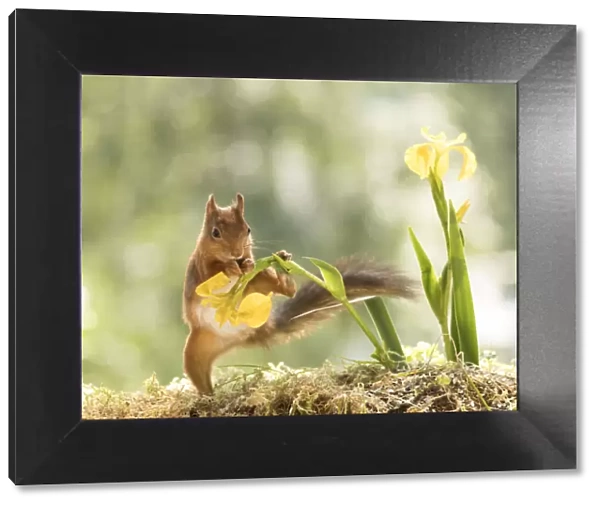red squirrel holding yellow Iris flower with leg