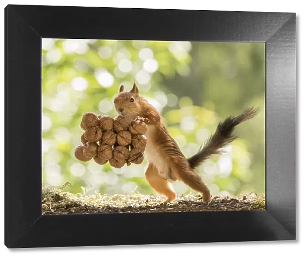 Red Squirrel holding a couple of walnuts