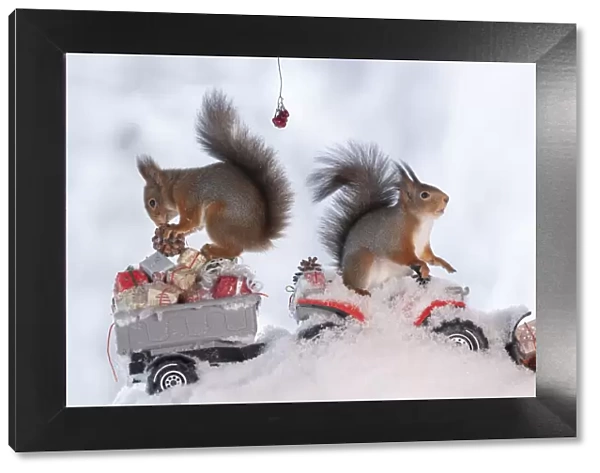 red squirrels standing on a Quadbike with presents