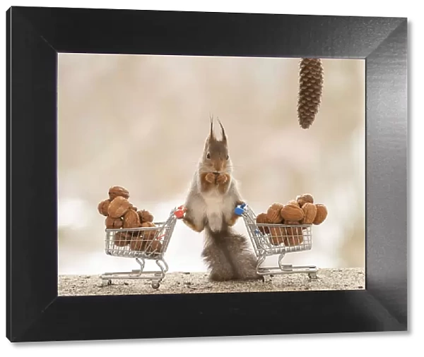 Red Squirrel standing on shopping cart with wallnuts