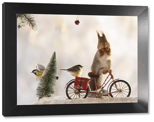 red squirrel standing on an bicycle with snow and titmouse
