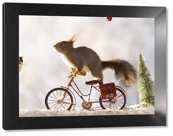 red squirrel standing on a bicycle with snow and titmouse