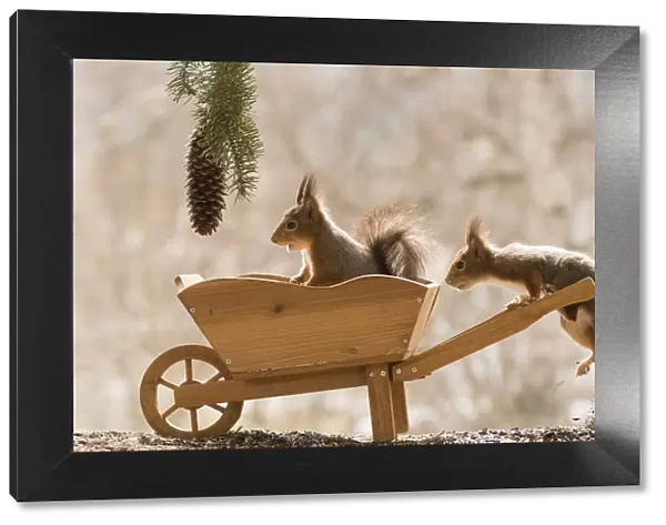 Red Squirrels with and in a wheelbarrow