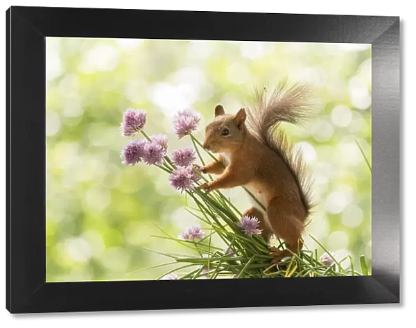 Red Squirrel is holding chives flowers