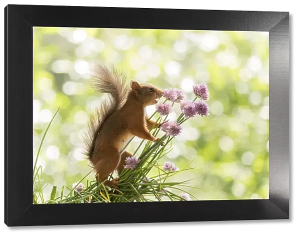 Red Squirrel hold chives flowers with open mouth