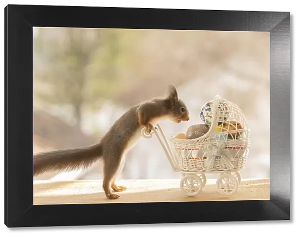 Red Squirrel jumping with a stroller with eggs