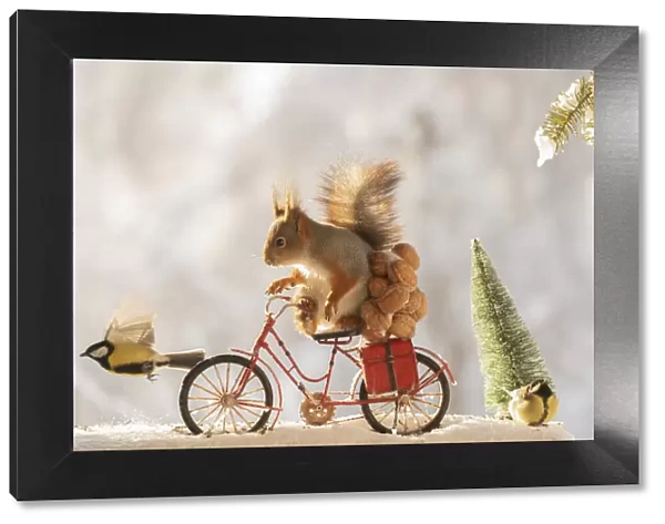 red squirrel standing on an bicycle with nuts, snow and titmouse