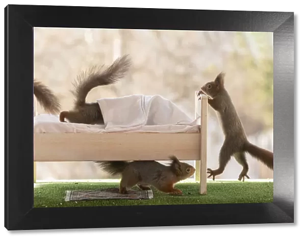 Red Squirrels on and under a bed
