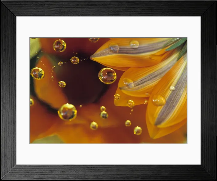 Framed Print : DDE-90019051 Framed Print : DDE-90019051
