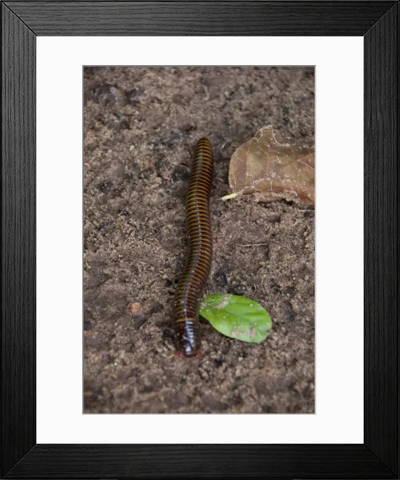 Framed Print : DDE-90019058 Framed Print : DDE-90019058