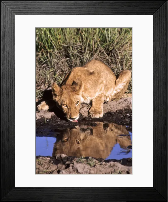 Framed Print : DDE-90019061 Framed Print : DDE-90019061
