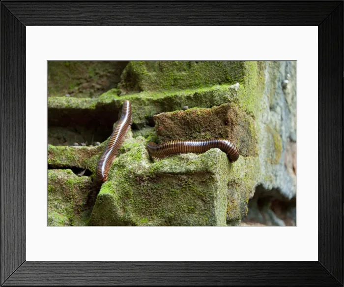 Framed Print : DDE-90019059 Framed Print : DDE-90019059