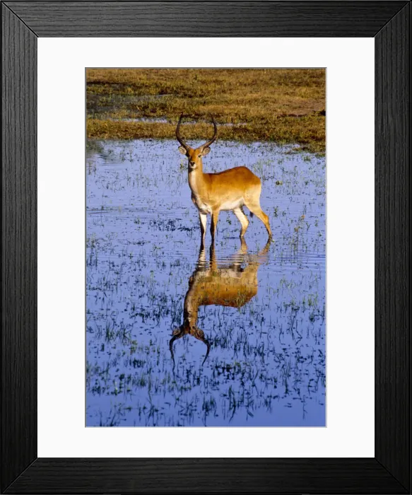 Framed Print : DDE-90019063 Framed Print : DDE-90019063