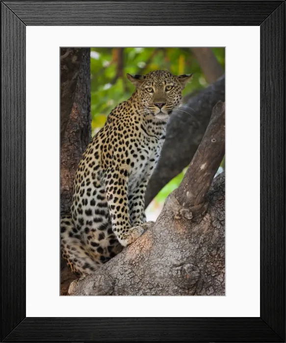 Framed Print : DDE-90019065 Framed Print : DDE-90019065
