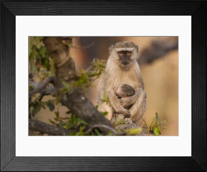 Framed Print : DDE-90019066 Framed Print : DDE-90019066