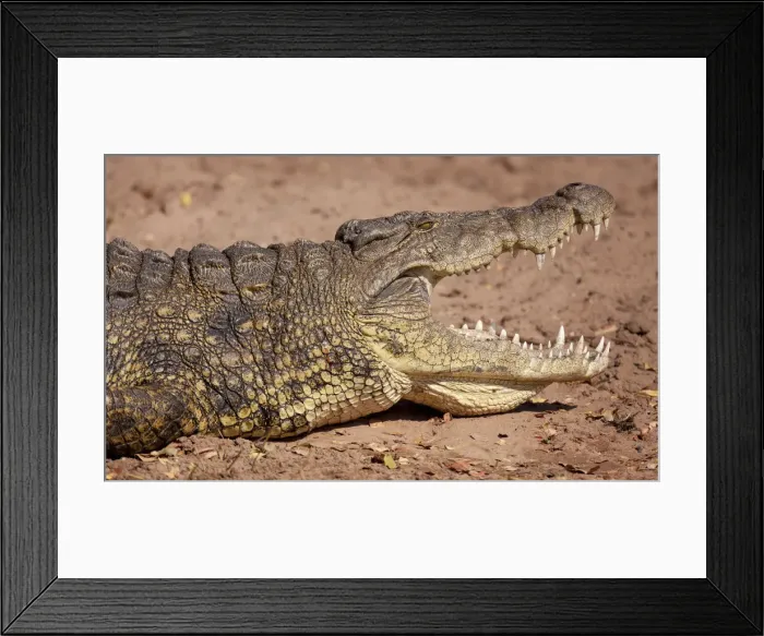Framed Print : DDE-90019068 Framed Print : DDE-90019068