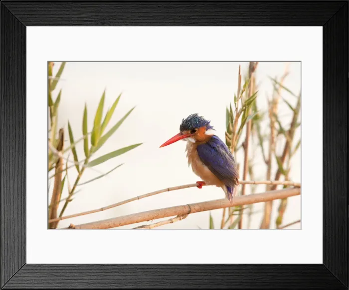 Framed Print : DDE-90019069 Framed Print : DDE-90019069